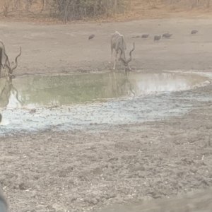 Kudu  Zimbabwe