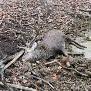 Sika Deer Hunt Austria