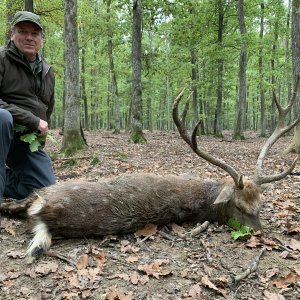 Sika Deer Hunt Austria