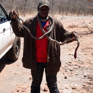 Black Mamba Snake Limpopo South Africa
