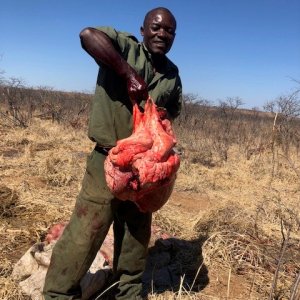 Elephant Heart Zimbabwe