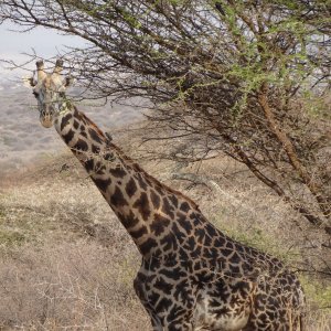 Giraffe Massailand