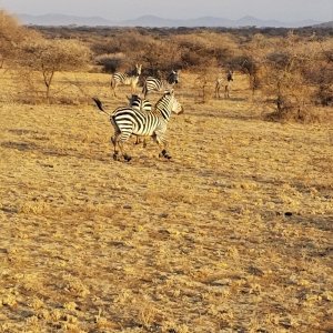 Zebra Massailand