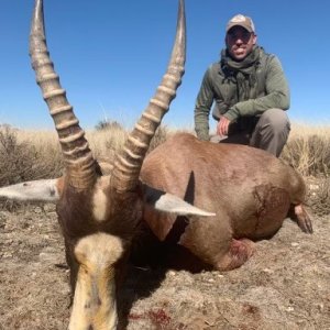 Blesbok Hunting Northern Cape South Africa