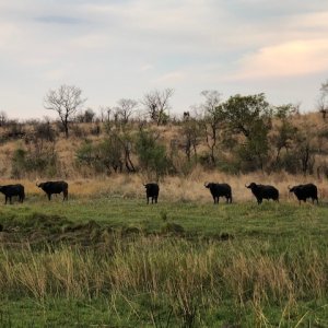 Buffalo Zimbabwe