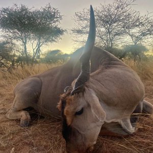 Unusual Eland Hunt Namibia