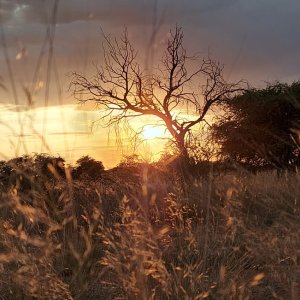 Scenery Kalahari South Africa