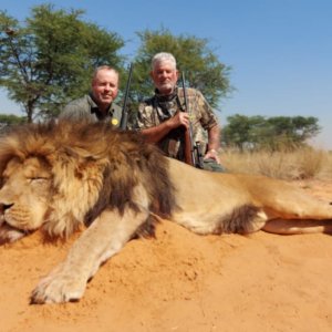 Lion Hunting Kalahari South Africa