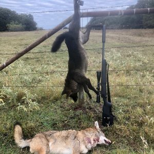 Black & Normal Coyote Hunt