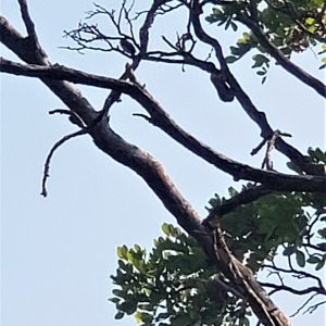Honeyguide In Tree Tanzania