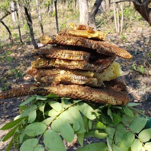 Honeycomb Tanzania