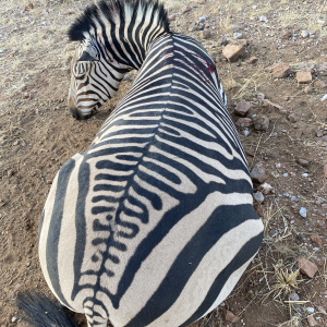 Hartman's Mountain Zebra Hunting Namibia