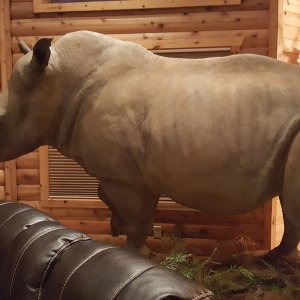 Rhino Full Mount Taxidermy