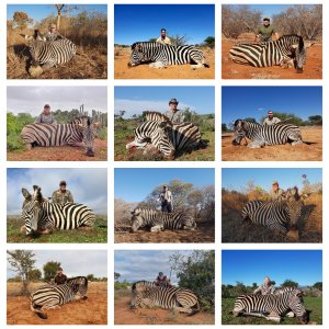 Zebra Hunting Eastern Cape South Africa
