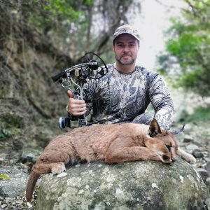 Caracal Bow Hunting South Africa