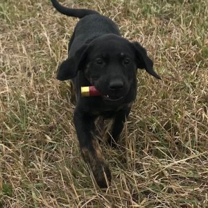 Hunting Puppy in Training