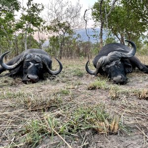 Buffalo Hunting Selous Game Reserve Tanzania