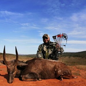 Bushbuck Bowhunting Hunting Eastern Cape South Africa