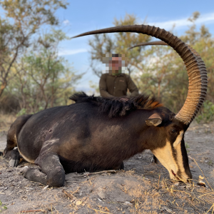 Sable Hunting Namibia