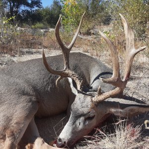 Whitetail Deer Hunting Colorado