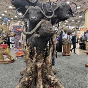 Multiple Buffalo Shouler Mount Inside Tree Pedestal
