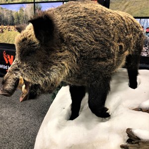 Wild Boar Full Mount Taxidermy
