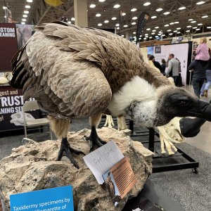 White-Backed Vulture Full Mount Taxidermy