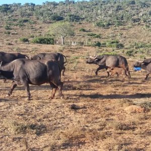 Buffalo Eastern Cape South Africa