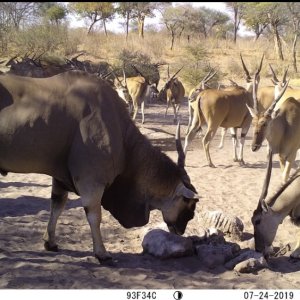 Eland Trail Camera Caprivi Namibia