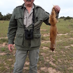 Mongoose Hunting South Africa