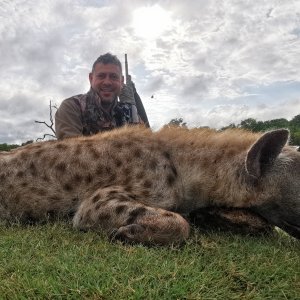 Spotted Hyena Hunting South Africa