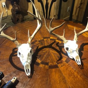 Whitetail Skull Taxidermy