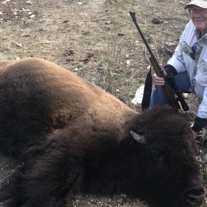 Hunting Bison