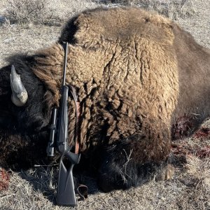 Bison Hunting