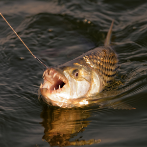Tigerfish Fishing South Africa