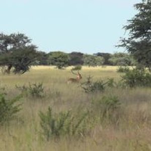 Perfect Shot On A Red Lechwe With ZANA BOTES SAFARIS