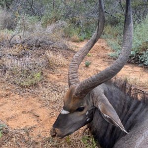 Nyala Hunting Karoo South Affrica