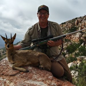 Klipspringer Hunting Karoo South Affrica