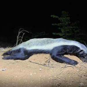Honey Badger Hunting Limpopo South Africa