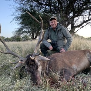 Argentine Red Stag