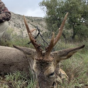 Roe Deer Hunting Spain