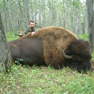 Bow Hunting Bison