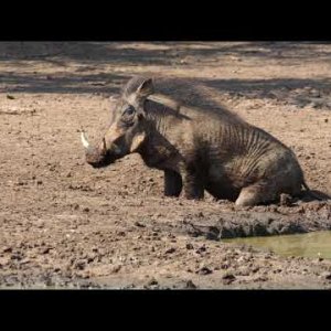 Warthog In The Rut Enjoying A Mud Bath