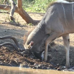 Rutted Up Kudu Bull Horning The Mud