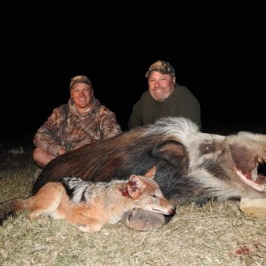 Hunting Bush Pig & Jackal South Africa