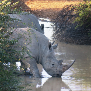 Rhino Namibia