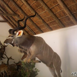 Kudu full mount 59 3/4 inches