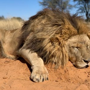 Kalahari Black-Maned Lion Hunt Kalahari South Africa