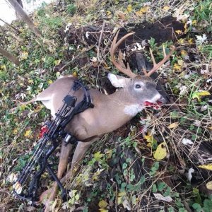 Bow Hunting Whitetail Deer