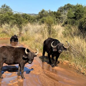 Buffalo Cows South Africa